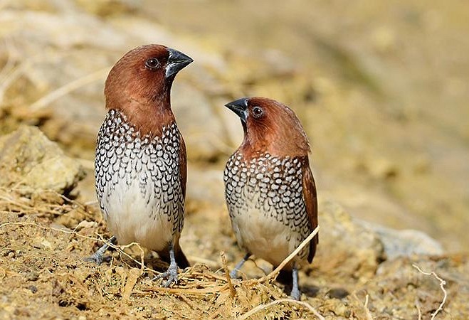 muskatnonne (punctulata) - ML379679531