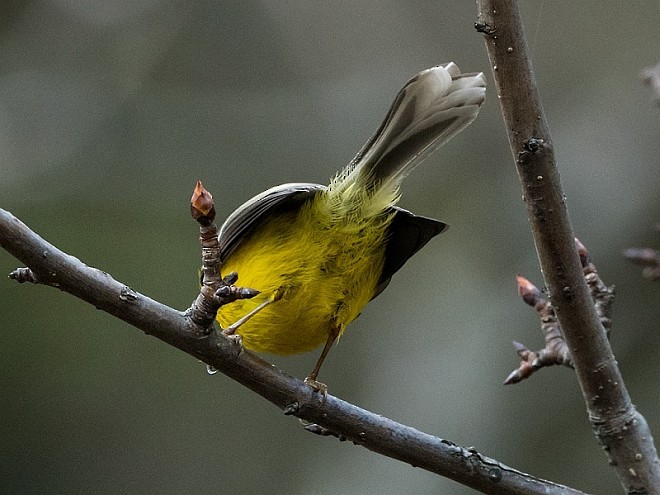 Yellow-bellied Fairy-Fantail - ML379679691