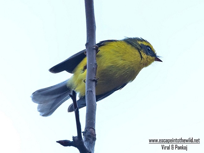 Yellow-bellied Fairy-Fantail - ML379679741