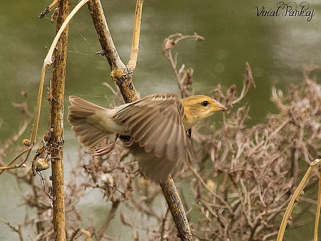 Baya Weaver - Pankaj Maheria