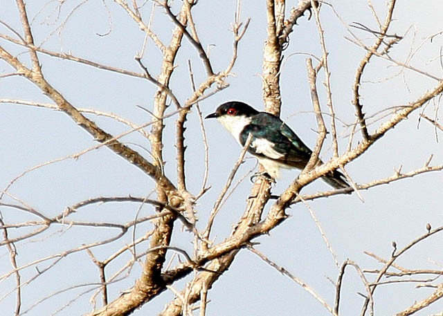 Pied Bronze-Cuckoo - ML379680181