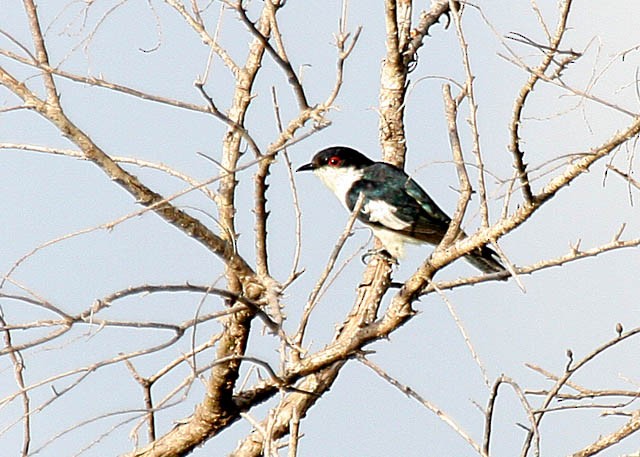 Cuclillo Menudo (crassirostris) - ML379680181