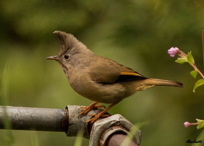 Stripe-throated Yuhina - ML379680191