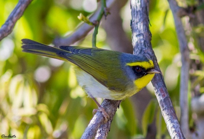 Black-faced Warbler - ML379680321