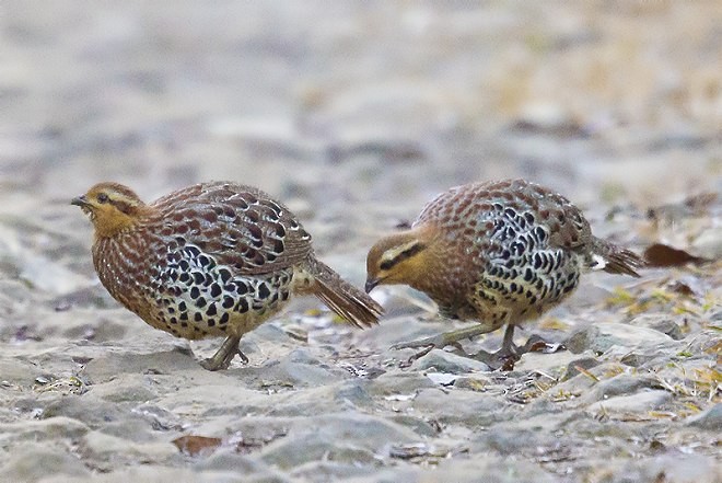 Mountain Bamboo-Partridge - ML379680381