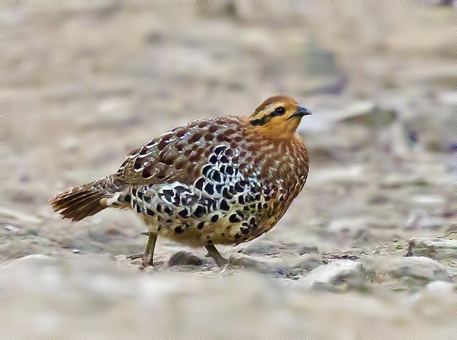 Mountain Bamboo-Partridge - ML379680401