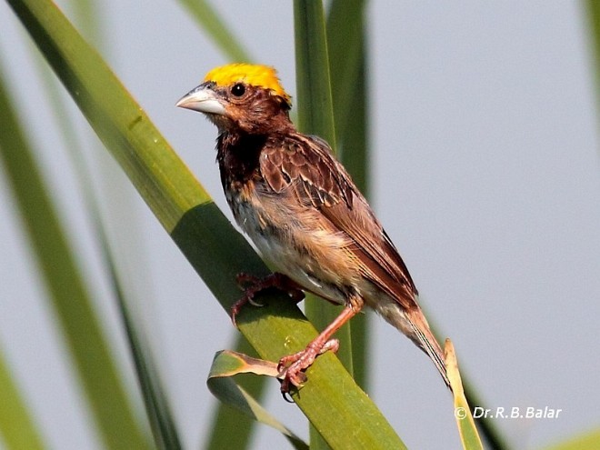 Black-breasted Weaver - ML379680451