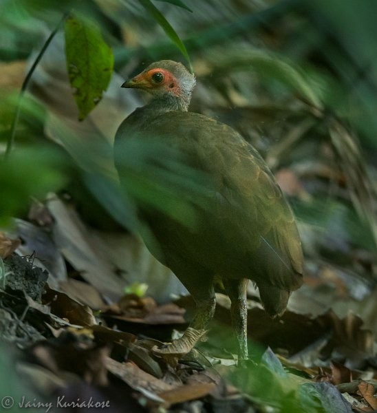 Nicobar Megapode - ML379680471