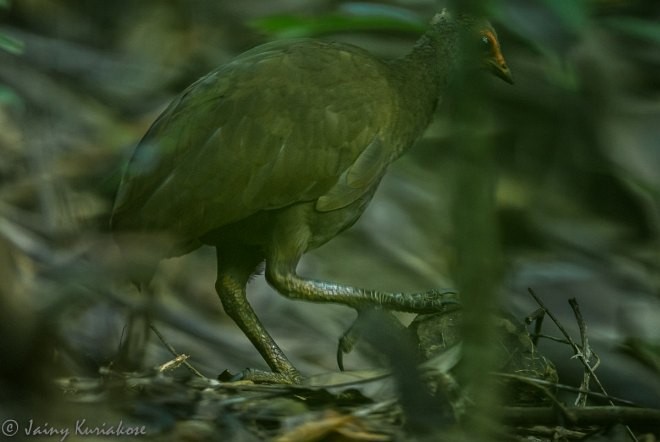 Nikobaren-Großfußhuhn - ML379680481