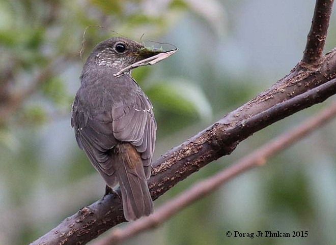 Blue-capped Rock-Thrush - ML379680501