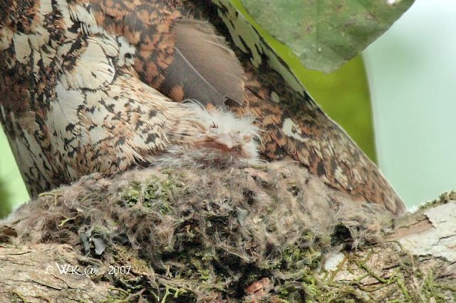 Blyth's Frogmouth - ML379680601