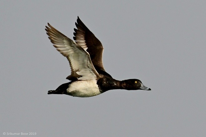Tufted Duck - ML379681151
