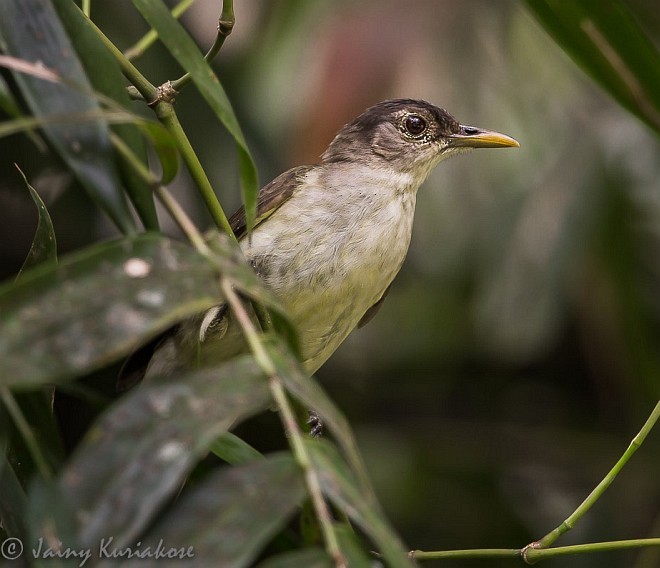 Bulbul de Nicobar - ML379681391