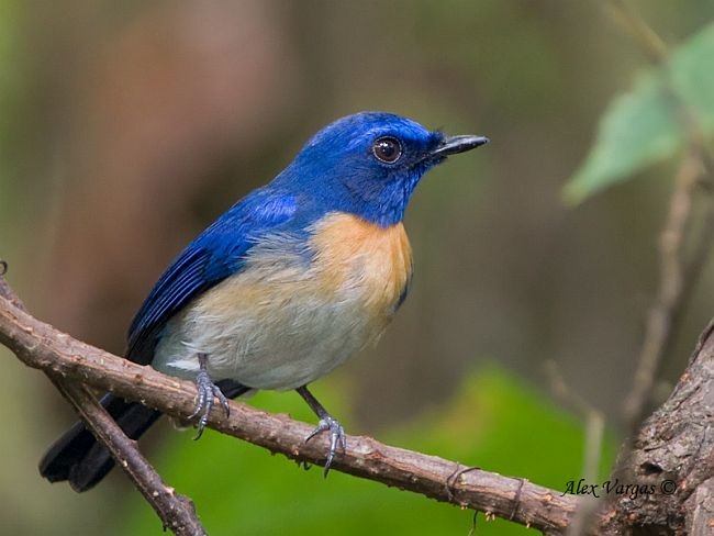 Malaysian Blue Flycatcher - ML379681411