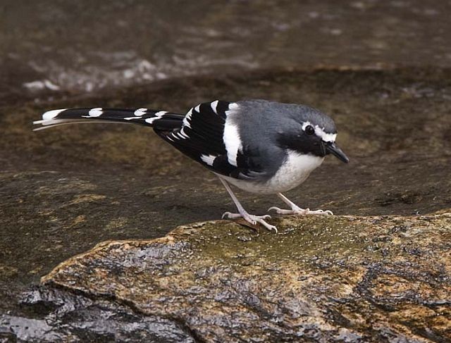 Slaty-backed Forktail - ML379681431