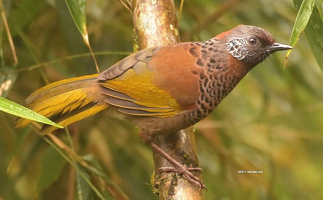 Chestnut-crowned Laughingthrush - ML379681481