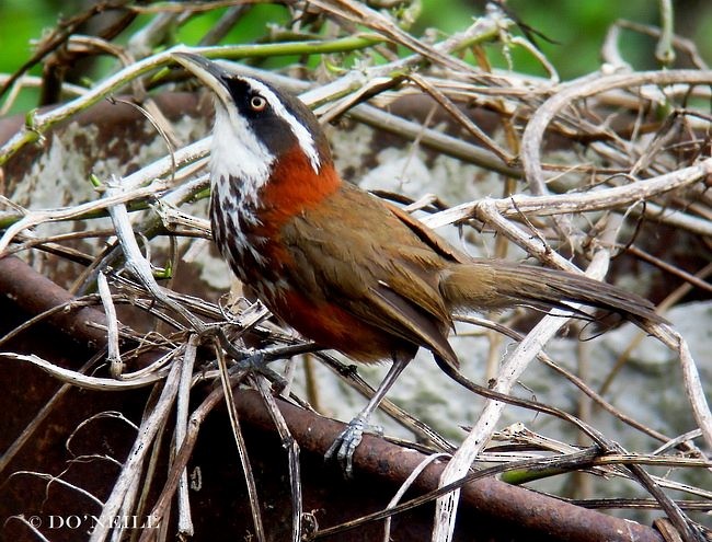 Taiwan Scimitar-Babbler - ML379681611