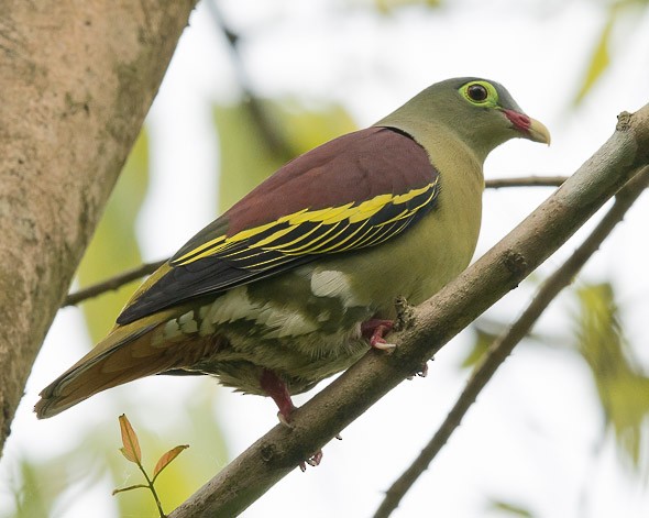 Thick-billed Green-Pigeon (Thick-billed) - Simon van der Meulen