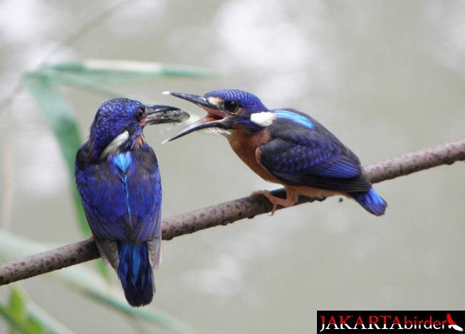 Blue-eared Kingfisher - ML379682241