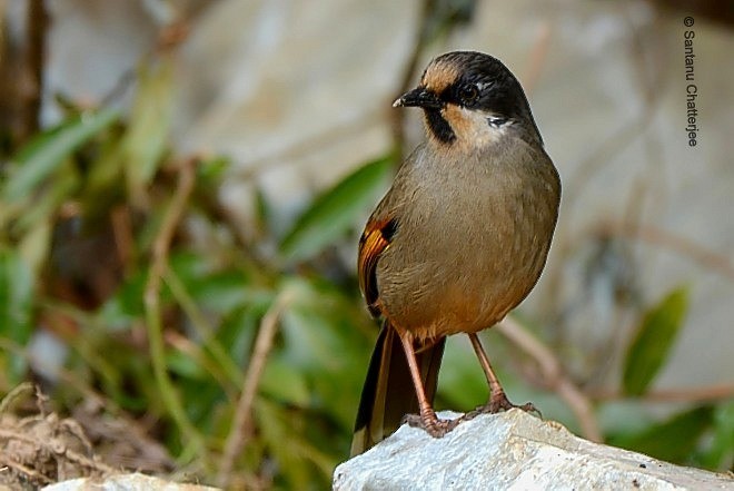 Variegated Laughingthrush - Santanu  Chatterjee