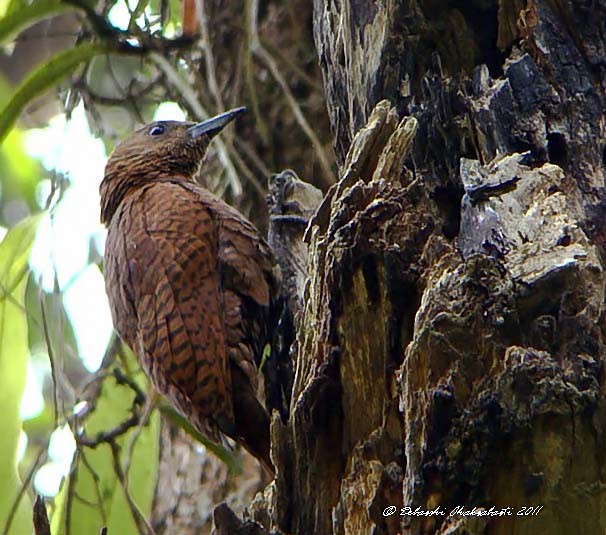 Rufous Woodpecker - Debarshi Chakrabarti