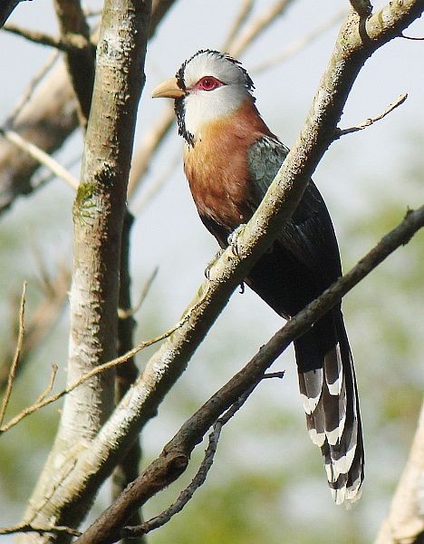 Scale-feathered Malkoha - ML379682721