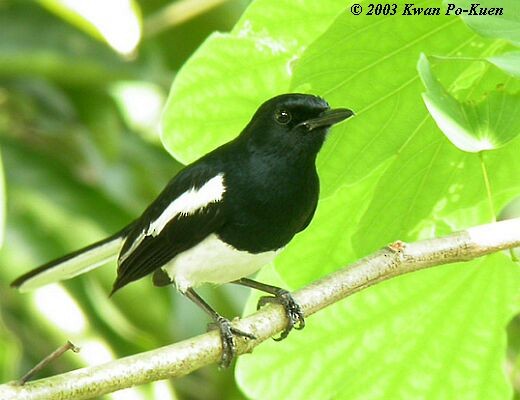 Oriental Magpie-Robin (Oriental) - ML379682731