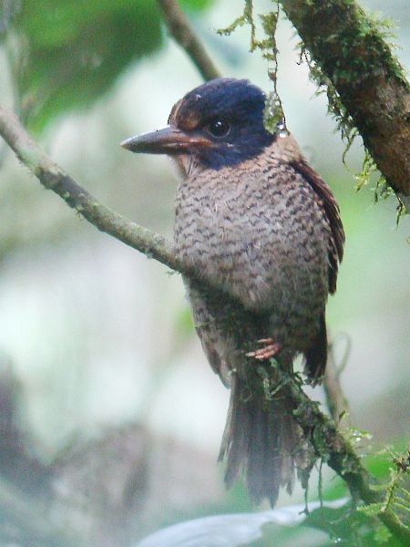 Scaly-breasted Kingfisher - ML379682781