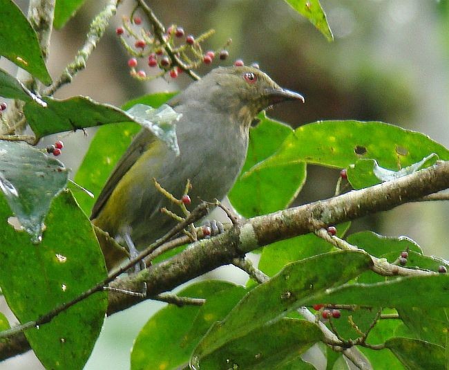 ミドリモズヒタキ（bonensis） - ML379683001