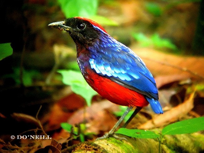 Garnet Pitta - ML379683011