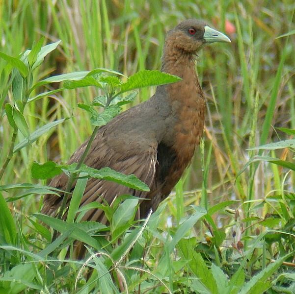 Isabelline Bush-hen - Stijn De Win