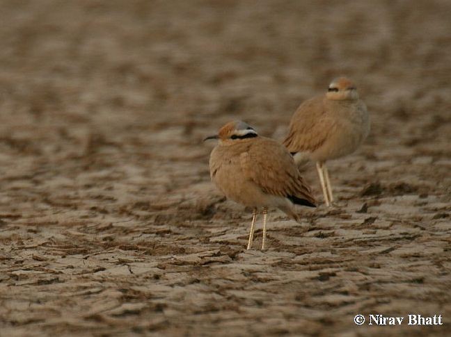 Cream-colored Courser - ML379683291