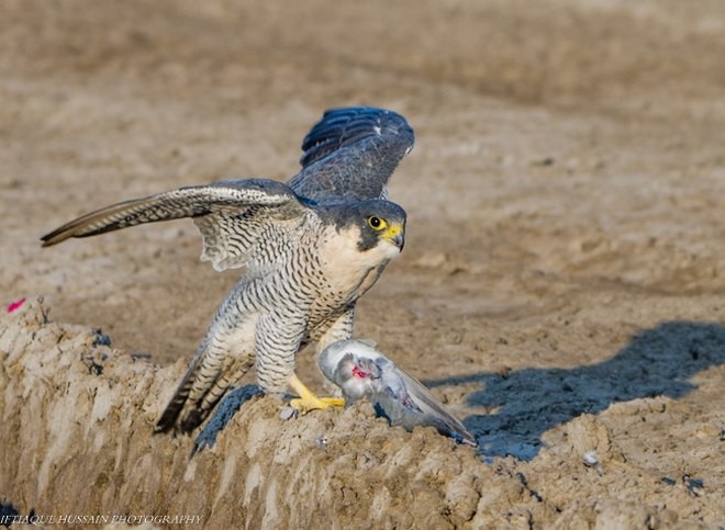 Peregrine Falcon - ML379683561