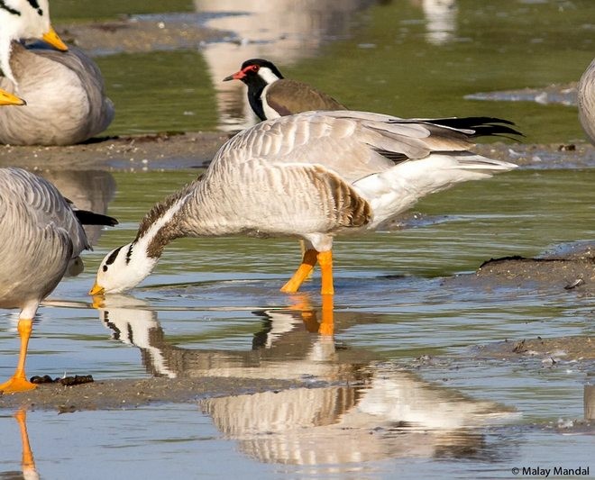 אווז הודי - ML379683581
