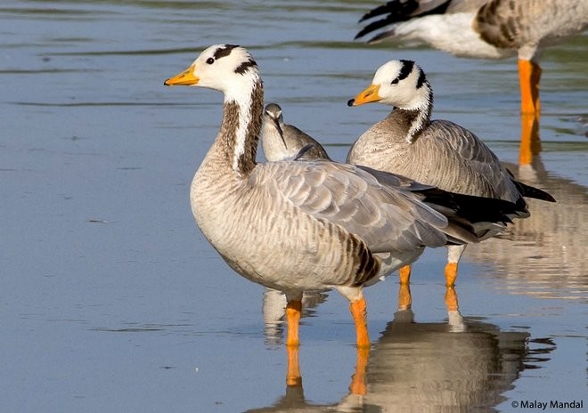 אווז הודי - ML379683591