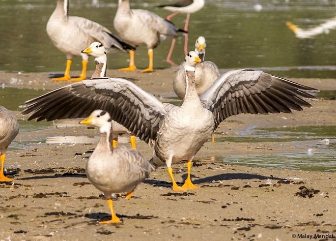 אווז הודי - ML379683601