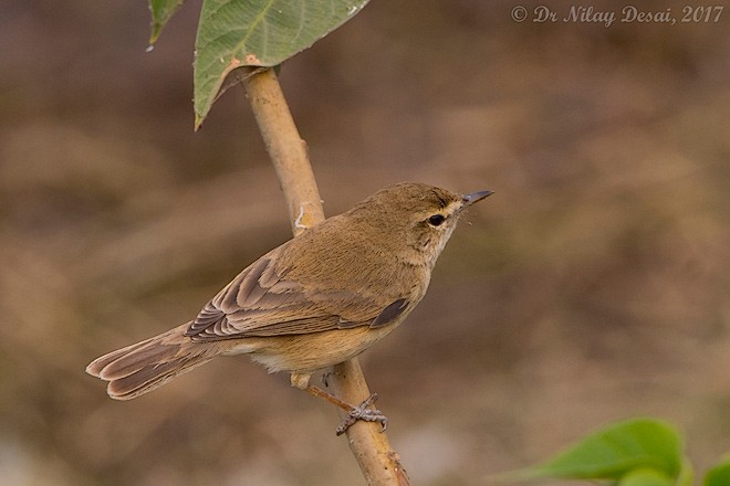 Booted Warbler - ML379683771