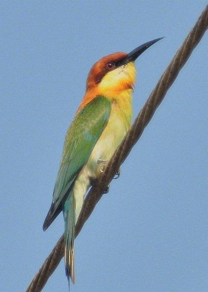 Chestnut-headed Bee-eater - ML379683781