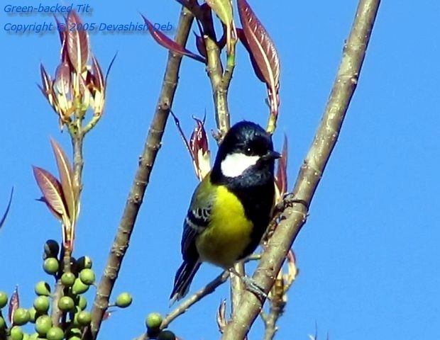 Green-backed Tit - ML379683831