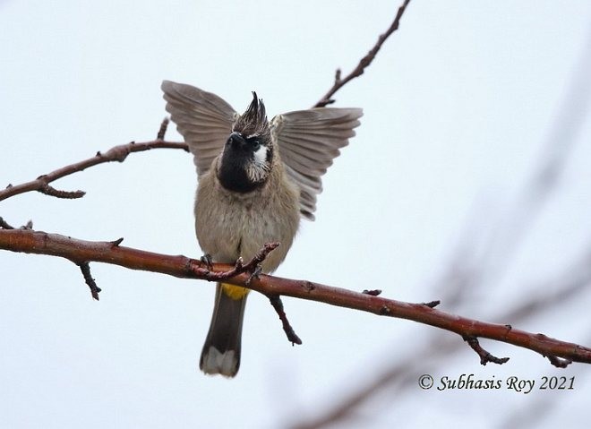 Bulbul à joues blanches - ML379683841