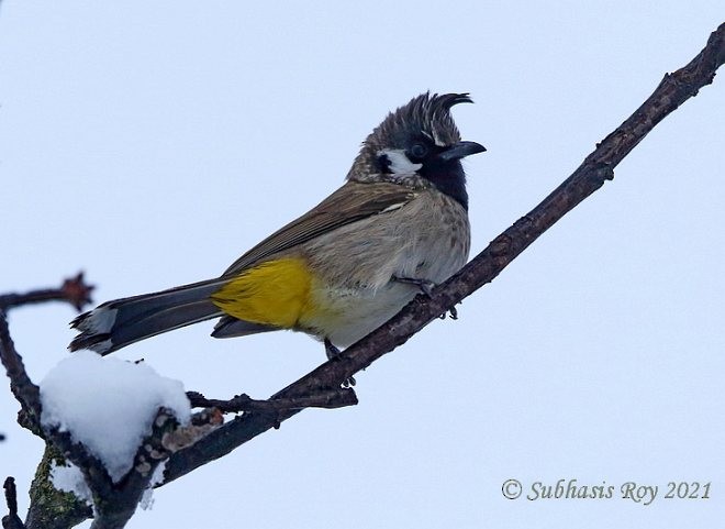 Himalayan Bulbul - ML379683861