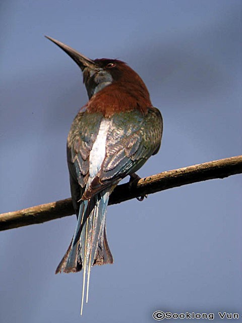 Blue-throated Bee-eater - Vun kiong