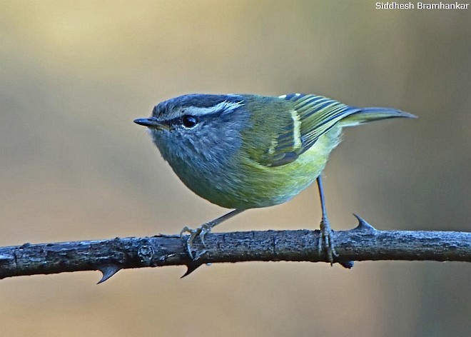 Ashy-throated Warbler - ML379684061