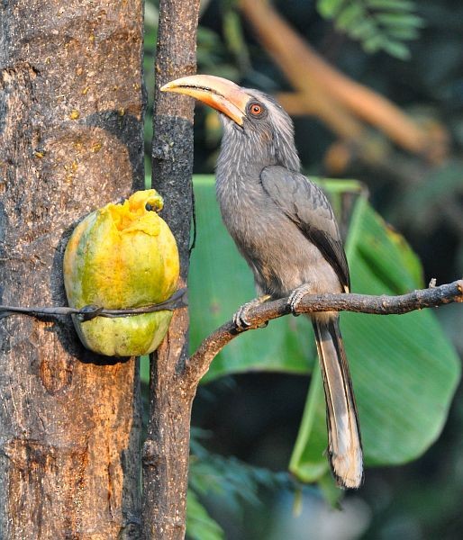 Malabar Gray Hornbill - ML379684211