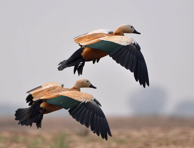 Ruddy Shelduck - ML379684221