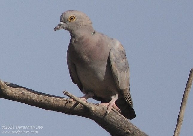 Yellow-eyed Pigeon - ML379684391