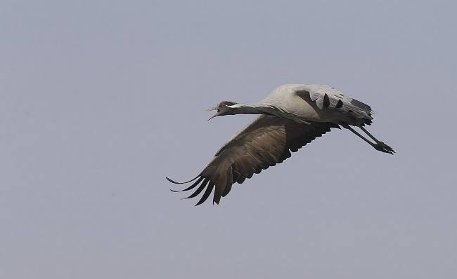 Demoiselle Crane - Sarawandeep Singh