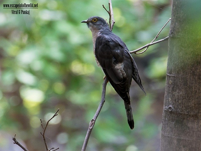 Common Hawk-Cuckoo - ML379684621