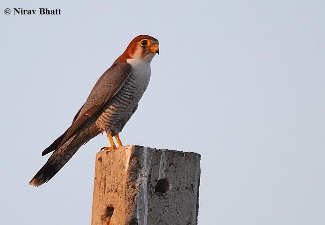 Red-necked Falcon (Asian) - ML379684631