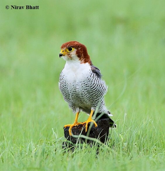 Red-necked Falcon (Asian) - ML379684641